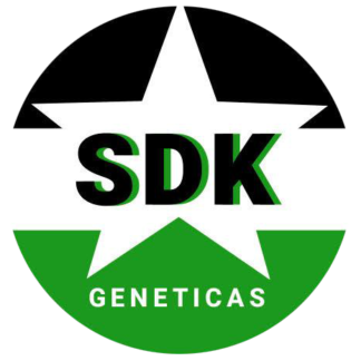 Sindicato del Kush