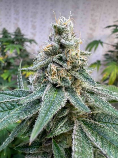 Banana Zkittlez