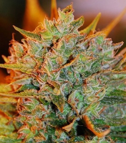Northern Bud